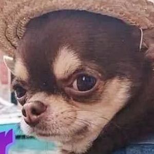 Meet your Posher, Karon